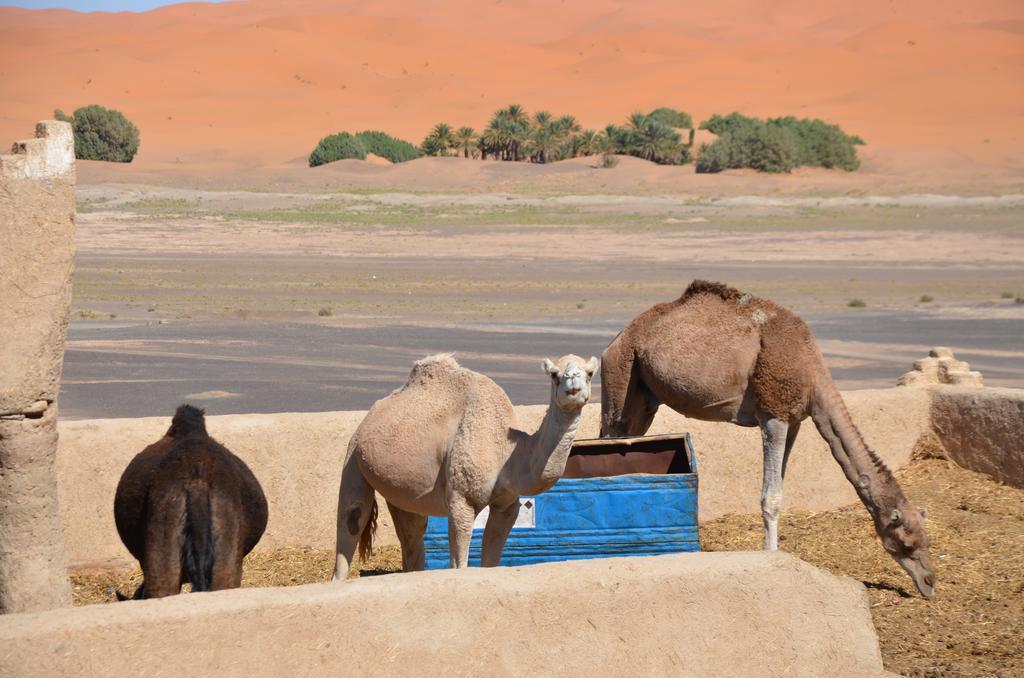 Riad Desert Camel Merzouga Exteriör bild